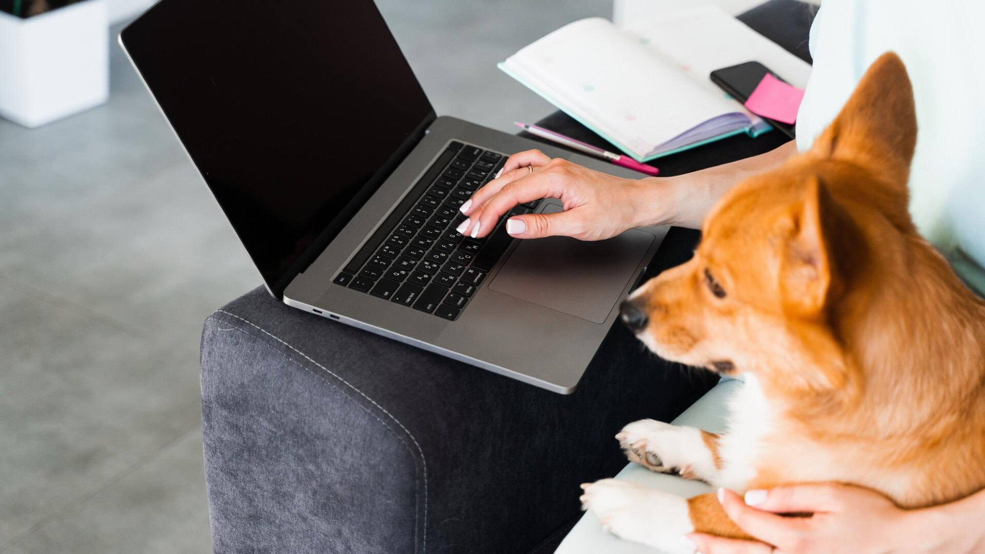 You are currently viewing Missing Pet Scams: Wisconsin Officials Warn Pet Owners 